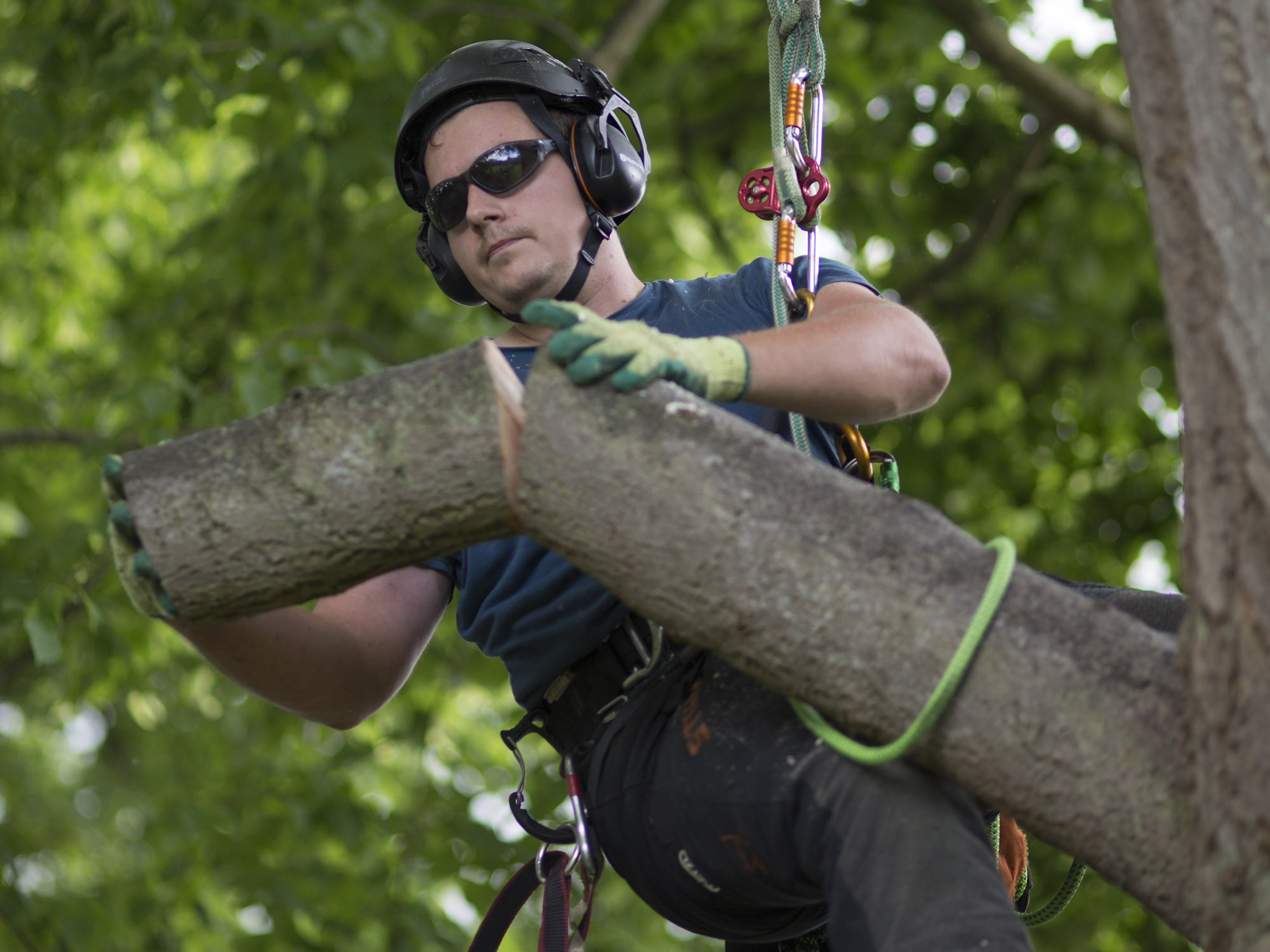 Forestry Arboriculture Technical Certificate Level 2 | Bridgwater ...