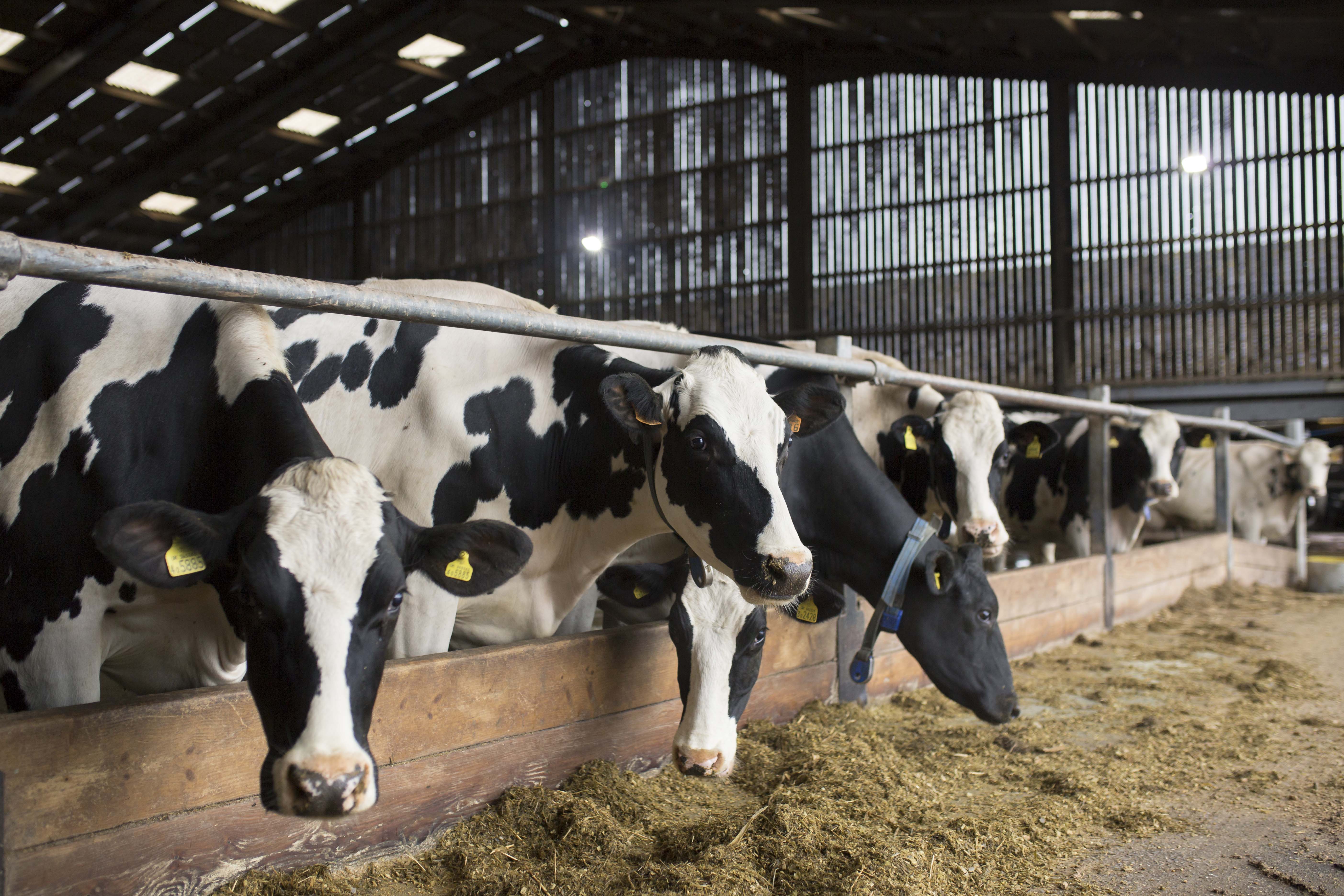 Agriculture (Livestock) Apprenticeship Level 3 | Bridgwater & Taunton ...